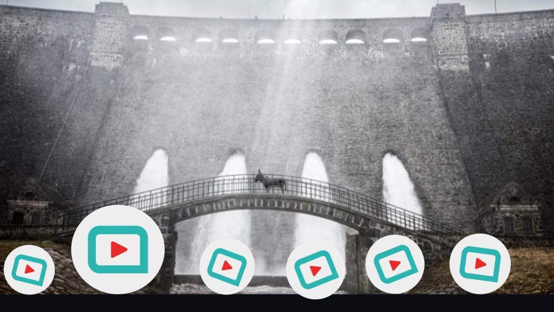 Filmfriends Film des Monats „EO" läuft ab 05.11.. (Foto: Rapid Eye Movies)