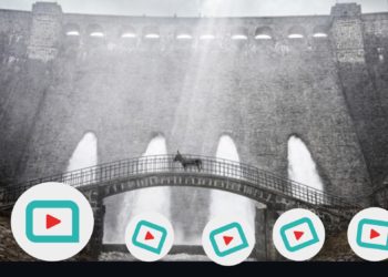 Filmfriends Film des Monats „EO" läuft ab 05.11.. (Foto: Rapid Eye Movies)